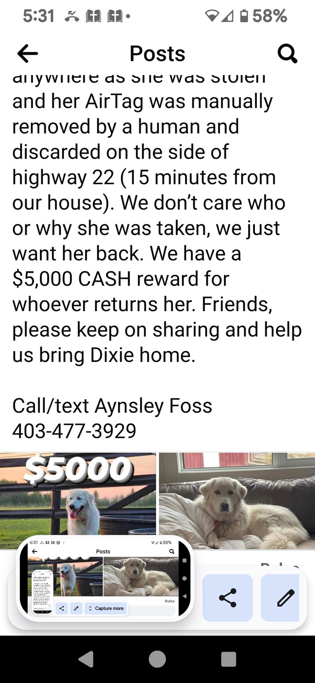 LOST PET. PLEASE HELP THE OWNER AND HER PRECIOUS DOG in Animal & Pet Services in Cranbrook - Image 3