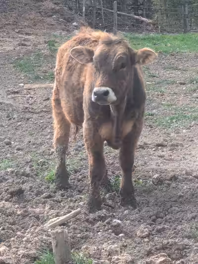 Steer calf. Simmental / Brunveigh cross. Yearling. Cheaper than you can buy them for at the auction...