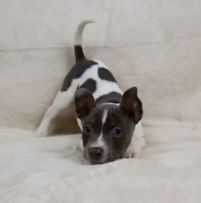 CKC Rat Terrier Puppies in Dogs & Puppies for Rehoming in Mission - Image 3