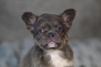 AKC registered French Bulldog puppies 