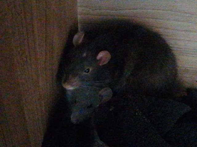 rat dumbo disponible 50$ ch 2 pour 90$ dans Petits animaux à adopter  à Laval/Rive Nord