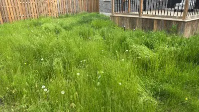 WE CUT GRASS!!!!!!!, View more
