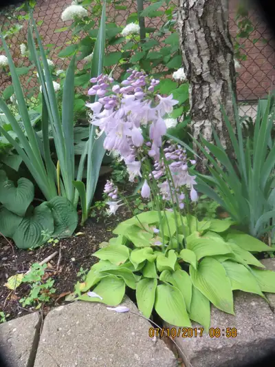 Small grow Miniature Hosta,  perennials, Airport Area, View more