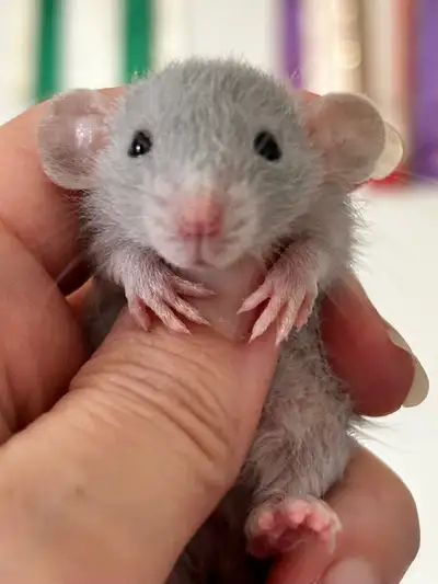 Baby Dwarf RatsDisease free rattery