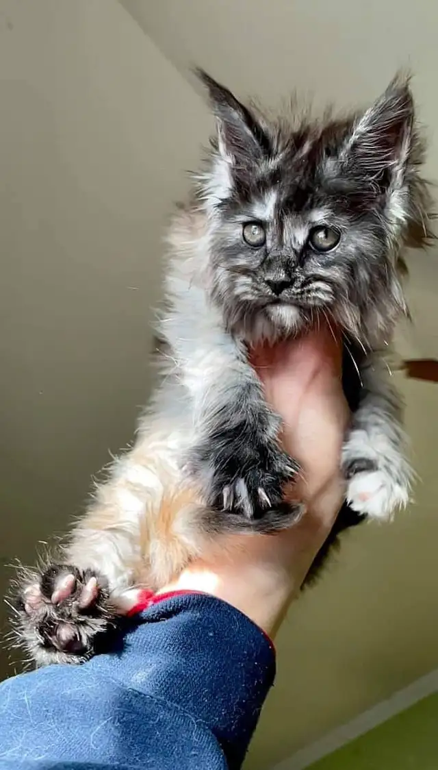 Maine Coon Femelle in Cats & Kittens for Rehoming in Lanaudière - Image 6
