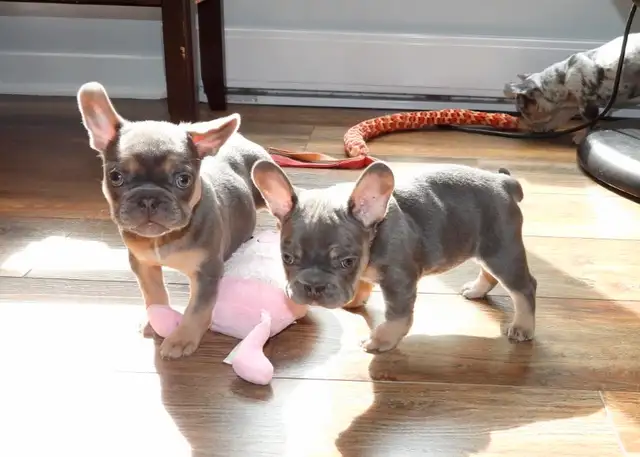 chiots bouledogue français in Dogs & Puppies for Rehoming in City of Montréal - Image 10