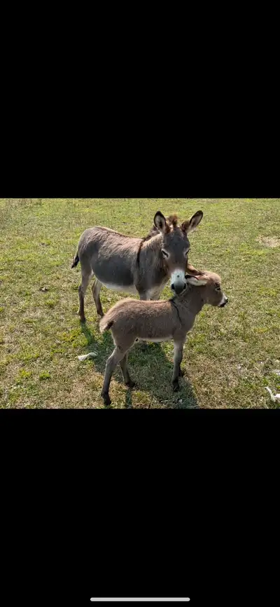 Mini Donkeys for sale, View more