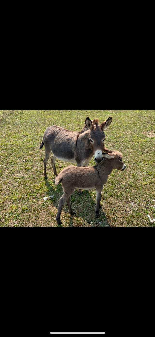 Mini Donkeys for sale in Horses & Ponies for Rehoming in Owen Sound
