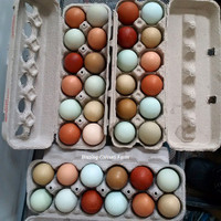 PULLETS & CHICKS. Colourful eggs, delivery, heritage breeds
