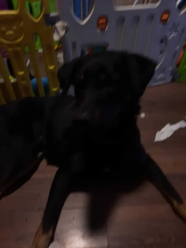 rottie mix free to good home and a pup left  in Dogs & Puppies for Rehoming in Ottawa - Image 4