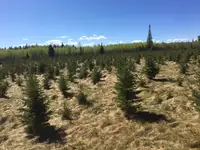 Spruce Trees For Sale