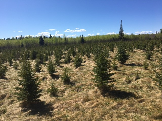 Spruce Trees For Sale in Plants, Fertilizer & Soil in Strathcona County