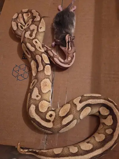 ballpythons males females, View more