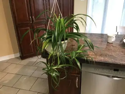 MATURE, HEALTHY SPIDER PLANT, View more