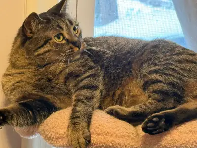 Female cat for rehoming, View more