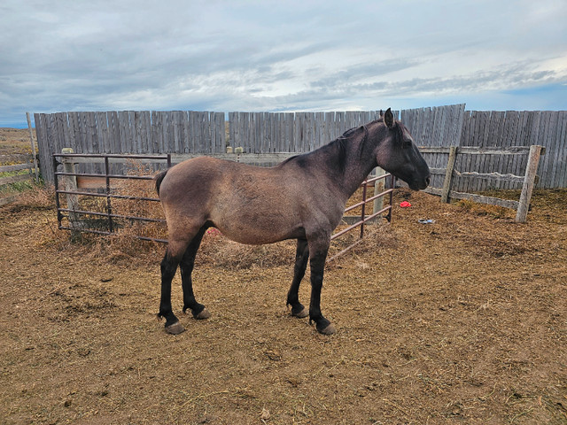 Conger mustang in Livestock in Medicine Hat - Image 4