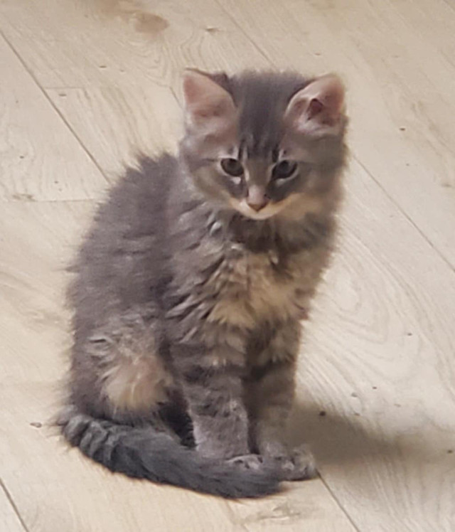 Longhaired Female Kitten in Cats & Kittens for Rehoming in Abbotsford - Image 2