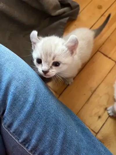 4 chatons dont 3 filles et un garcon nés le 30 avril 2025 .Ils seront vaccinés, vermifuges et auront...