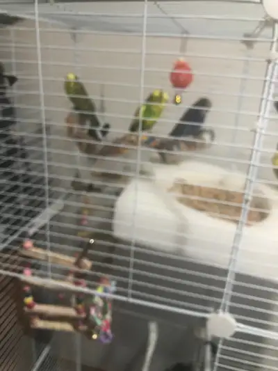 3 budgies birds with big cag  for sale, View more