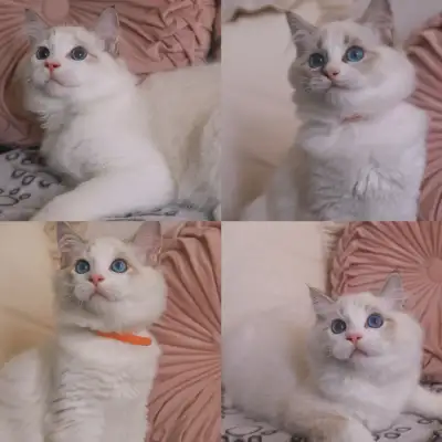 Ragdoll kittens looking for new homes, View more