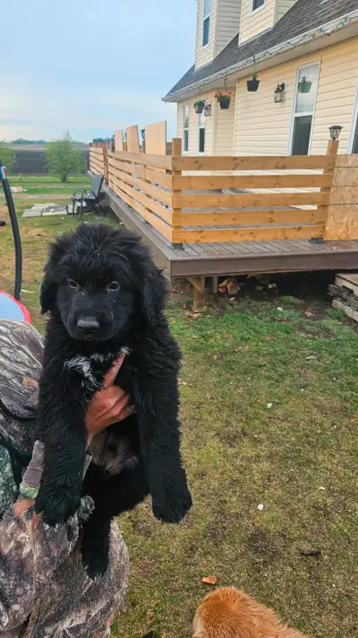 German shepherd puppies for sale. Puppies are born on March 19, 2025. Our GSD's are out of European...