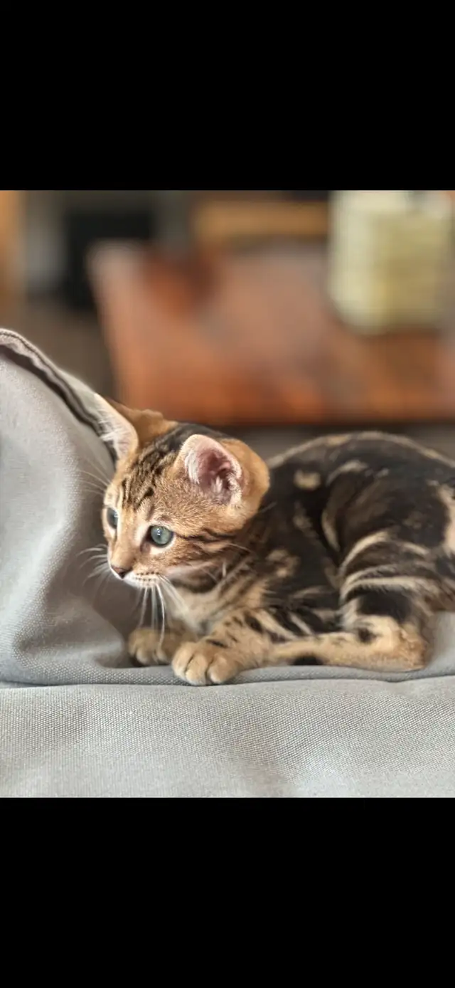 CHATON BENGAL– 3 MONTHS OLD BENGAL KITTEN – 3 MOIS in Cats & Kittens for Rehoming in Longueuil / South Shore - Image 6