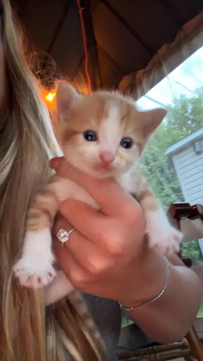 Kittens to go, View more