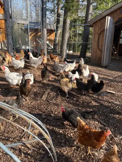 Laying hens, View more