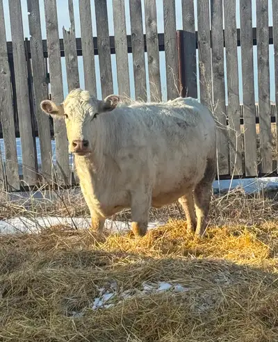 *SOLD* 2 bred registered shorthorn females for sale, View more
