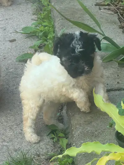 Toy Poodle Puppies, View more