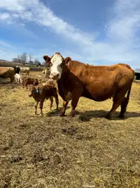Cow calf pairs/breds 