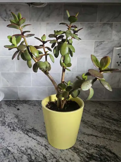 Jade Plant, View more