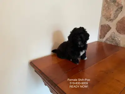 Shih-Tzu x Toy Poodle Puppies! SHIH-POO FEMALE!, View more
