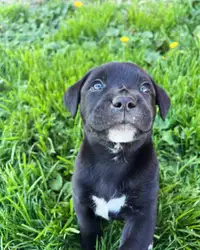 Puppies ready to go!