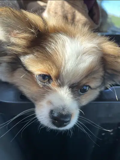 Pomeranian, View more