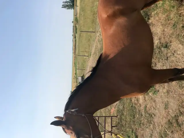 Arabian Horse in Equestrian & Livestock Accessories in Calgary - Image 3