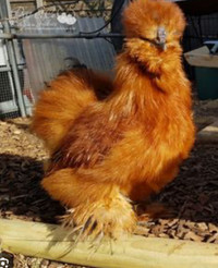 Friendly 1 year old silky rooster