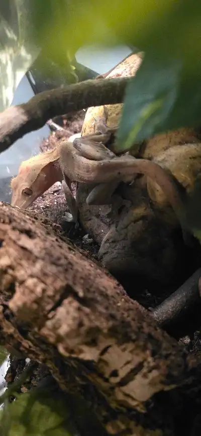 Crested Gecko, View more