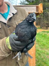 Cemani, Ameraucana, Olive Egger Roosters