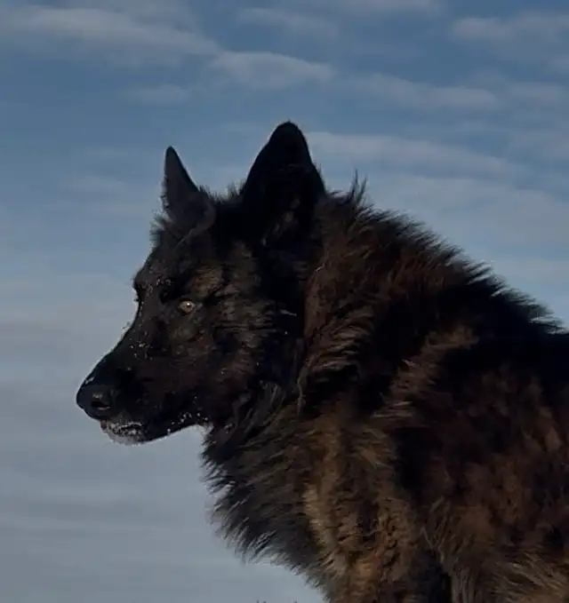 TAMASKAN SHEPHERD PUPS in Dogs & Puppies for Rehoming in Edmonton - Image 3