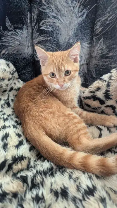 Chatons roux., View more