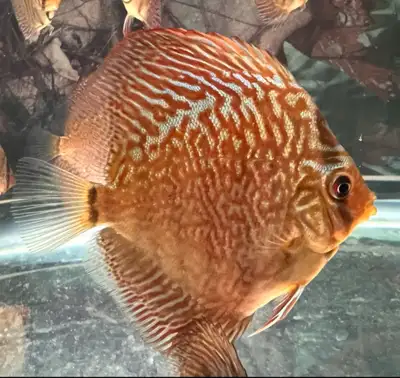Discus bull dog on sell, View more