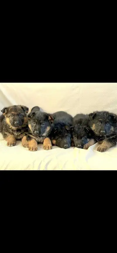 German Shepherd Puppies, View more