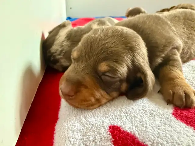 Miniature  Dachshund Puppies - one male chocolate pup available in Dogs & Puppies for Rehoming in Cambridge - Image 2