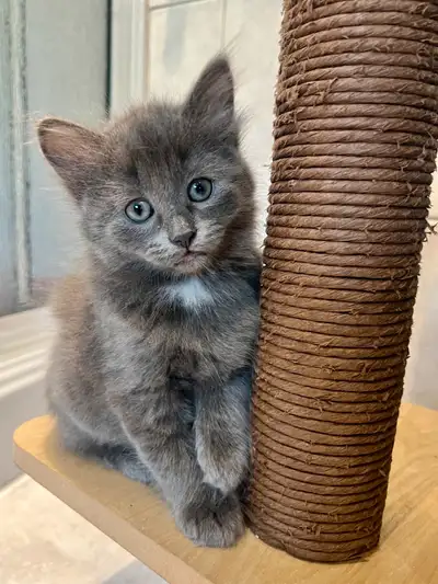 J’ai 2 chatons femelle et un chaton mâle (noir) à vendre. Ils sont très adorables, affectueux et aim...