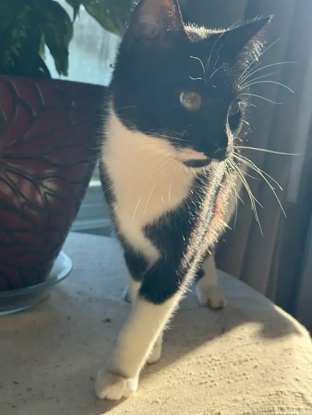 Female Kitten For Sale (9 Months Old) in Cats & Kittens for Rehoming in Richmond - Image 3