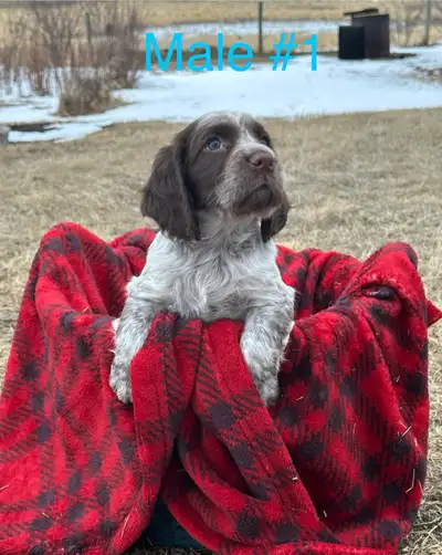 English Cocker Spaniel Puppy, View more
