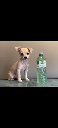 Chihuahua puppy. Female. 