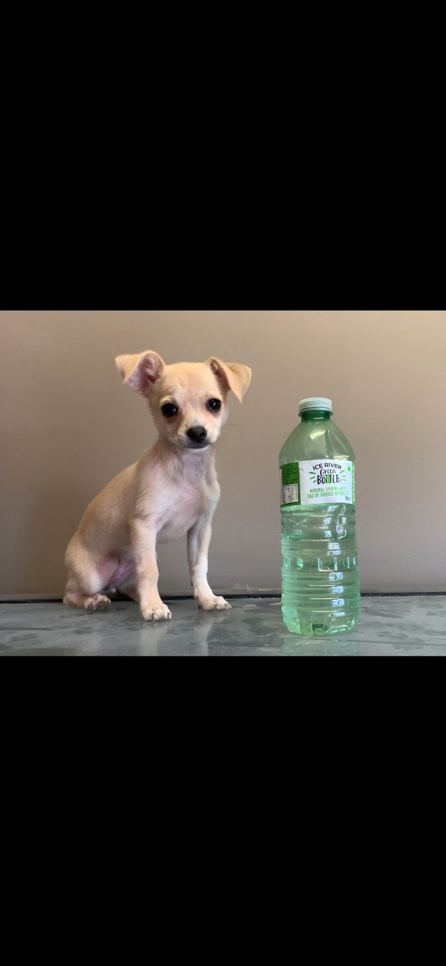 Chihuahua puppy. Female.  in Dogs & Puppies for Rehoming in Sudbury