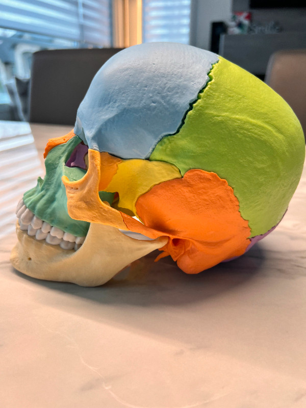 Crâne magnétique en couleur de 22 pièces dans Santé et besoins spéciaux  à Ville de Montréal - Image 2
